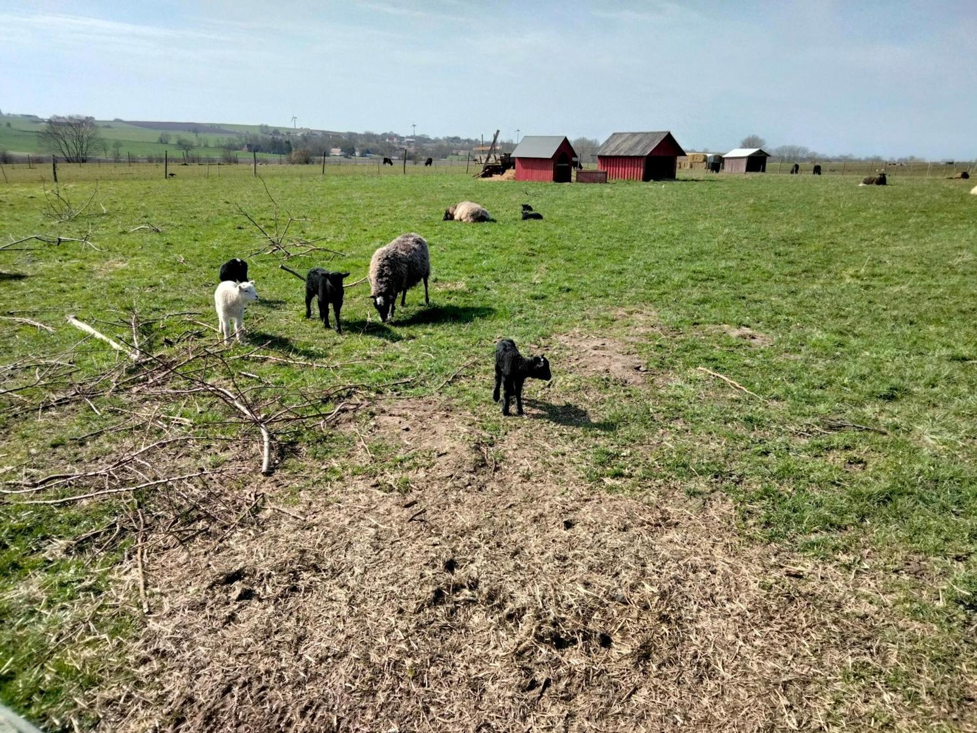 Oestermark Ærøskøbing Bagian luar foto